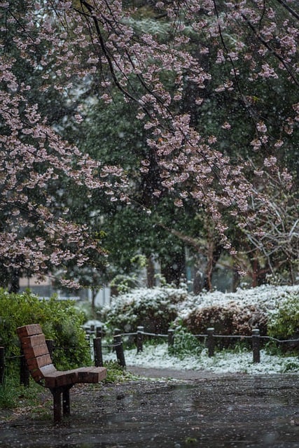 免费下载樱花雪长凳公园自然免费图片可使用 GIMP 免费在线图像编辑器进行编辑