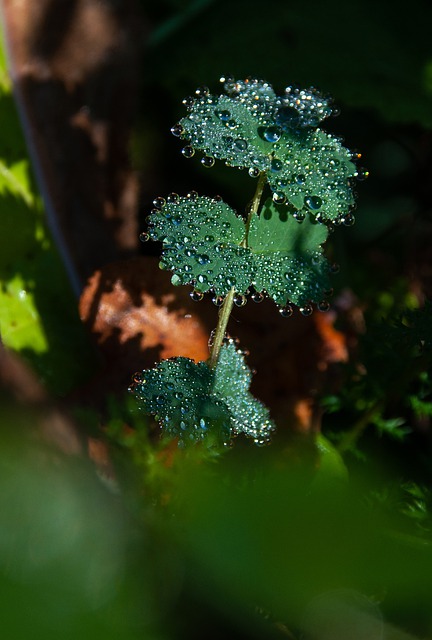 Free download salad burnet dew plant leaves free picture to be edited with GIMP free online image editor