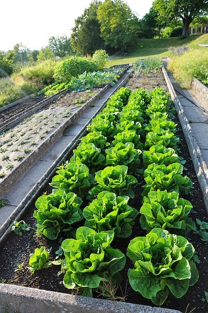 Muat turun percuma Salad Heart Vegetables - foto atau gambar percuma untuk diedit dengan editor imej dalam talian GIMP