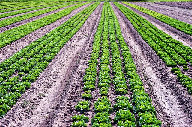 Téléchargement gratuit de Salade Légumes Nourriture - photo ou image gratuite à éditer avec l'éditeur d'images en ligne GIMP