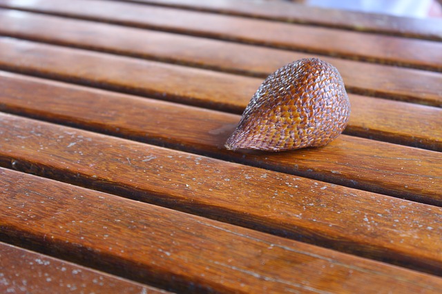 Free download salak lebar cm island free picture to be edited with GIMP free online image editor