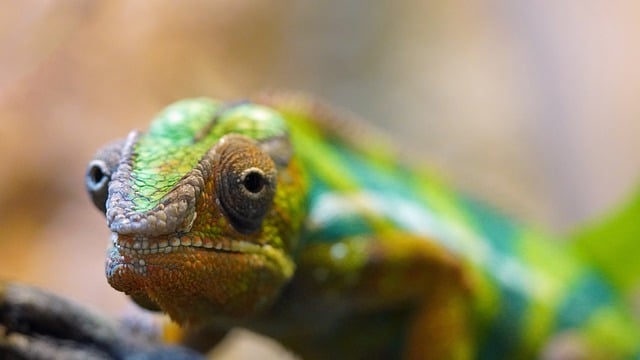 Free download salamander lizard reptile animal free picture to be edited with GIMP free online image editor