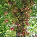 sala tree wallpaper  screen for extension Chrome web store in OffiDocs Chromium