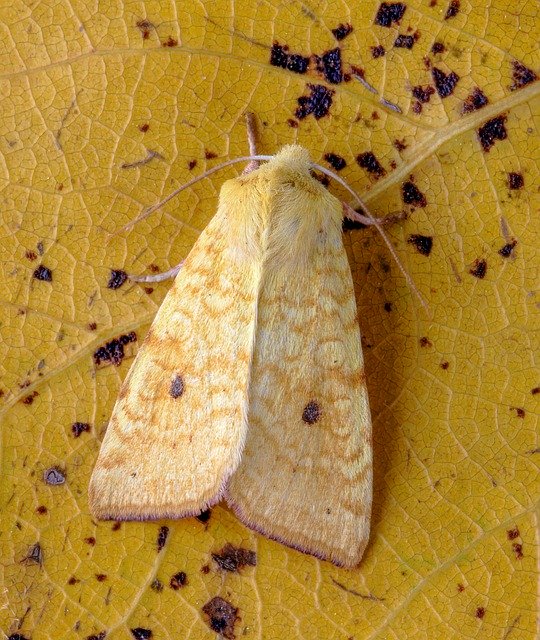 Free download Sallow Moth Wings -  free photo or picture to be edited with GIMP online image editor