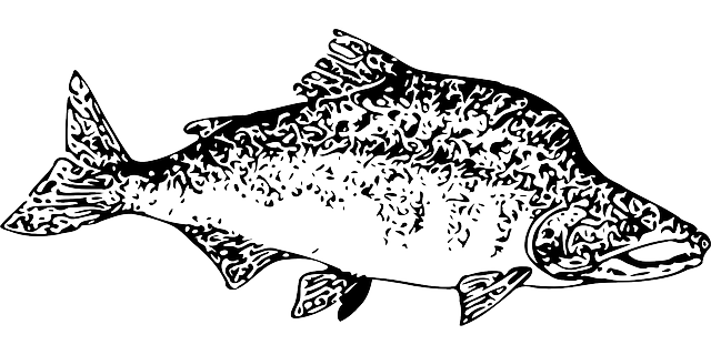 Free download Salmon Fish Sockeye - Free vector graphic on Pixabay free illustration to be edited with GIMP free online image editor