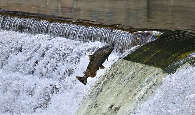 Free download Salmon Jumping -  free photo or picture to be edited with GIMP online image editor