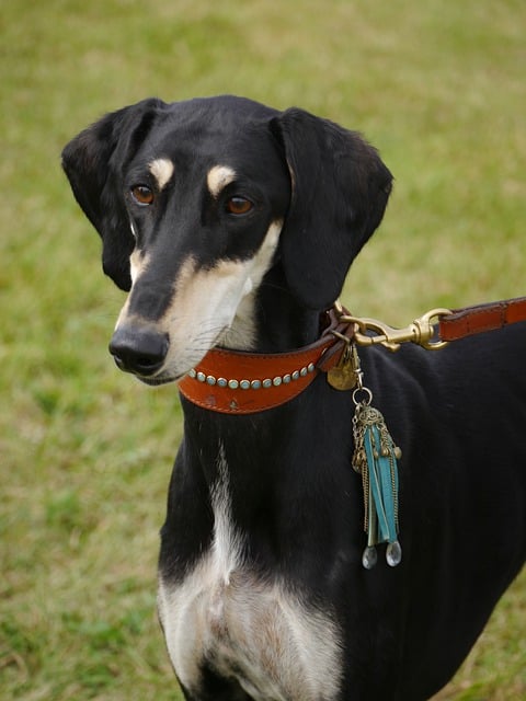 Free graphic saluki greyhound dog domestic pet to be edited by GIMP free image editor by OffiDocs