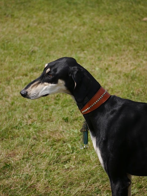 Free download saluki greyhound domestic pet dog free picture to be edited with GIMP free online image editor