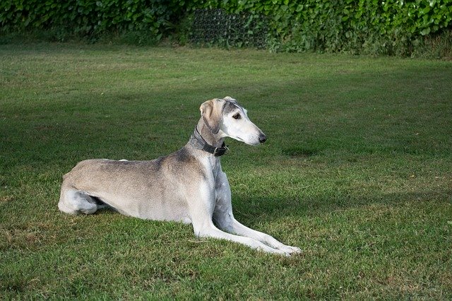 Free download Saluki Persian Greyhound Dog -  free photo or picture to be edited with GIMP online image editor