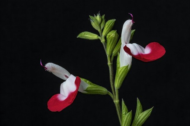 Free download Salvia Flower Hotlips -  free photo or picture to be edited with GIMP online image editor