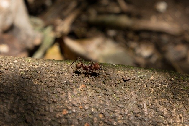 تنزيل Samantha Postman Ant Costa Rica مجانًا - صورة مجانية أو صورة ليتم تحريرها باستخدام محرر الصور عبر الإنترنت GIMP