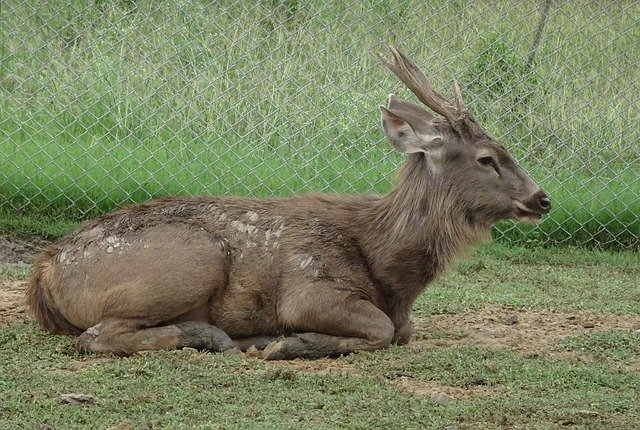 Free download Sambar Rusa Unicolor Wildlife -  free photo or picture to be edited with GIMP online image editor