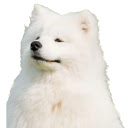 Samoyed Surprise  screen for extension Chrome web store in OffiDocs Chromium