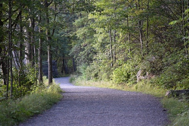 Descărcare gratuită SamS Point Road Trees - fotografie sau imagini gratuite pentru a fi editate cu editorul de imagini online GIMP