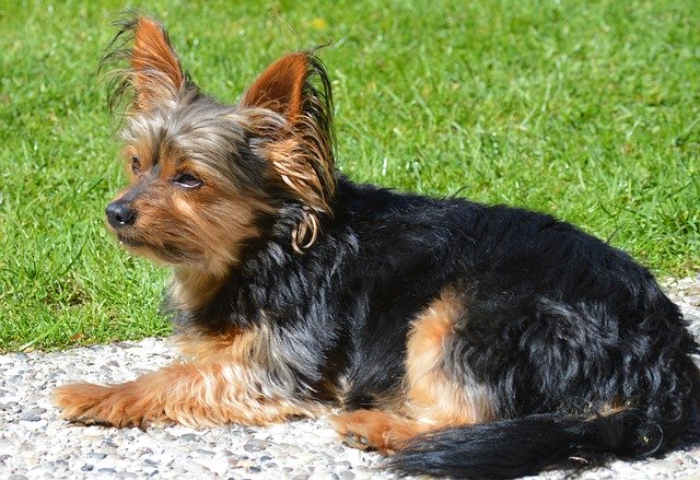 Unduh gratis Samy Yorkshire Terrier Dog - foto atau gambar gratis untuk diedit dengan editor gambar online GIMP