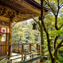 Sanctuary of Wood and Whispering Leaves  screen for extension Chrome web store in OffiDocs Chromium
