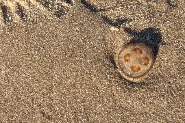 Free download Sand Beach Jellyfish -  free photo or picture to be edited with GIMP online image editor