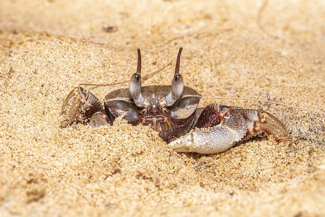 Unduh gratis gambar alam hewan laut pantai pasir gratis untuk diedit dengan editor gambar online gratis GIMP