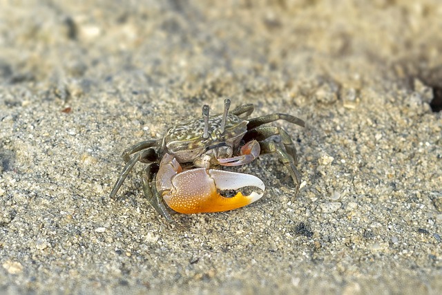 Téléchargement gratuit de l'image gratuite de griffe de plage marine de crabe de sable à éditer avec l'éditeur d'images en ligne gratuit GIMP