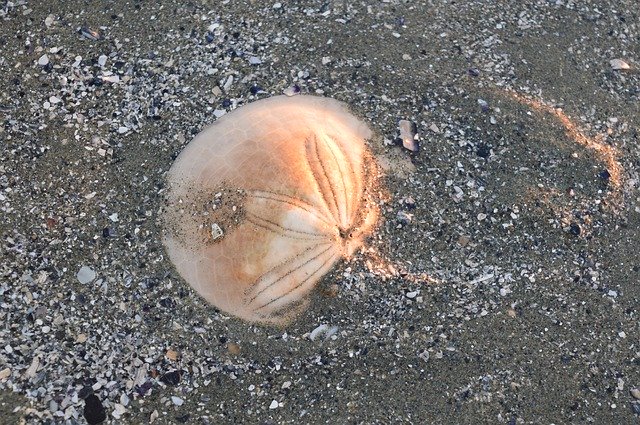 Free download Sand Dollar Starfish Sea Star -  free photo or picture to be edited with GIMP online image editor