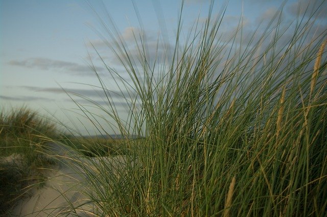 Free download Sand-Dune Pampas Beach West -  free photo or picture to be edited with GIMP online image editor