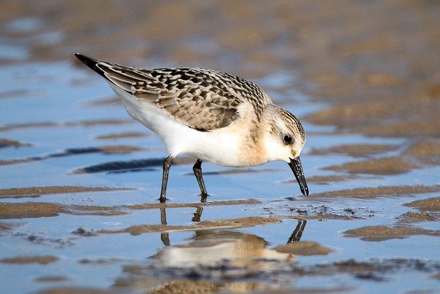 Free download Sanderling Bird Beach North -  free photo or picture to be edited with GIMP online image editor