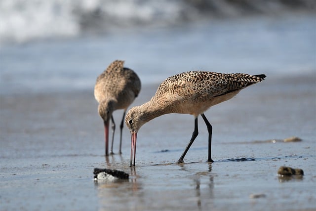 Free download sanderling bird beach wildlife free picture to be edited with GIMP free online image editor