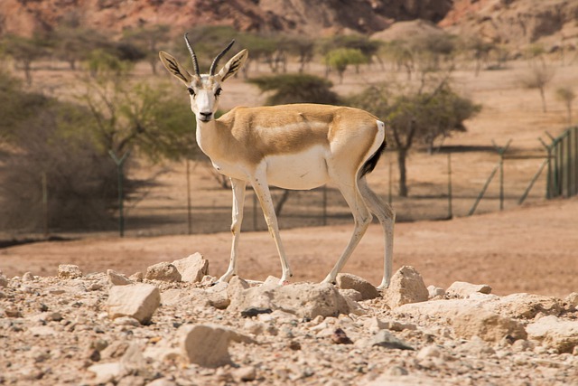 Free download sandgasell sir bani yas animals free picture to be edited with GIMP free online image editor