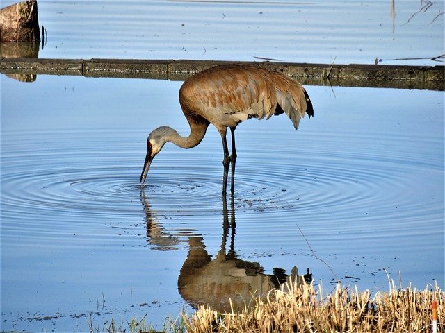 Unduh gratis Sandhill Crane - foto atau gambar gratis untuk diedit dengan editor gambar online GIMP