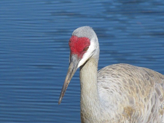 Gratis download Sandhill Crane Florida - gratis foto of afbeelding om te bewerken met GIMP online afbeeldingseditor