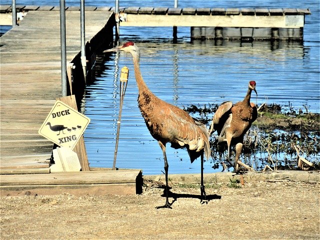 Descarga gratuita Sandhill Cranes Two: foto o imagen gratuita para editar con el editor de imágenes en línea GIMP