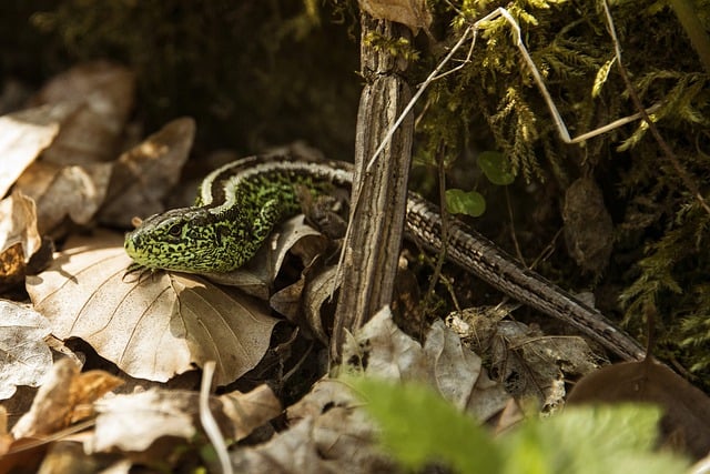 Free download sand lizard lizard reptile animal free picture to be edited with GIMP free online image editor