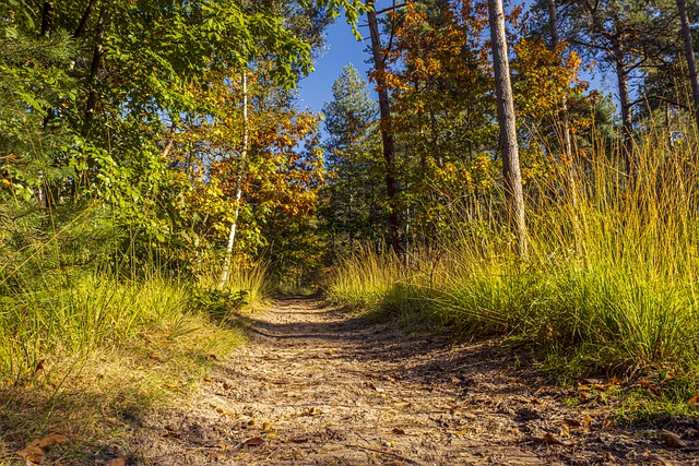 Free download sand path dirt road forest free picture to be edited with GIMP free online image editor