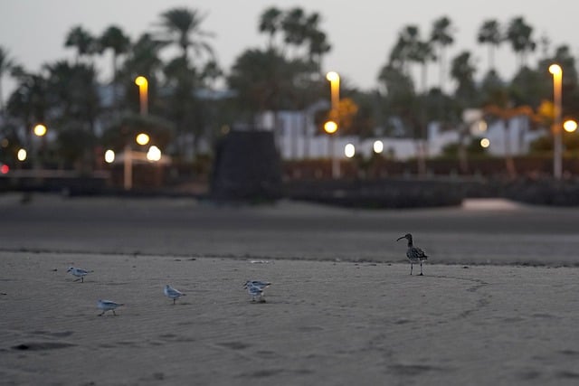 Free download sandpiper bird beach sand eve free picture to be edited with GIMP free online image editor