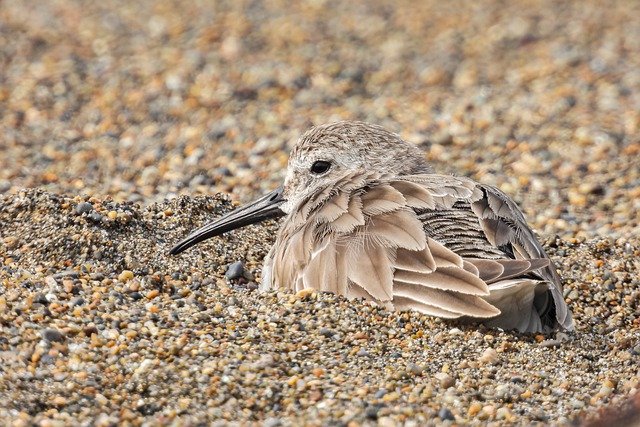 Free download sandpiper bird sand animal coast free picture to be edited with GIMP free online image editor