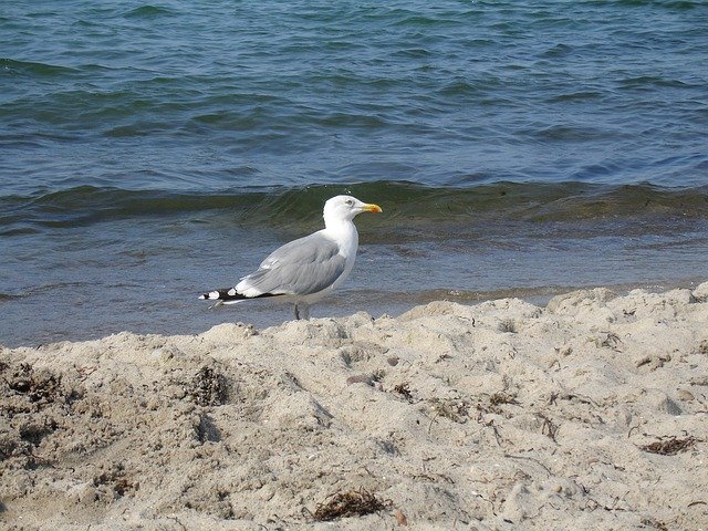 Kostenloser Download Sand Seagull Bird - kostenloses Foto oder Bild zur Bearbeitung mit GIMP Online-Bildbearbeitung