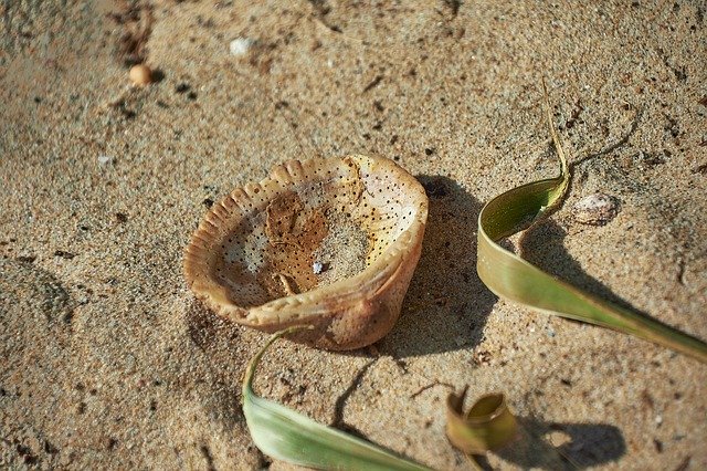 تنزيل Sand Shell Beach مجانًا - صورة مجانية أو صورة لتحريرها باستخدام محرر الصور عبر الإنترنت GIMP