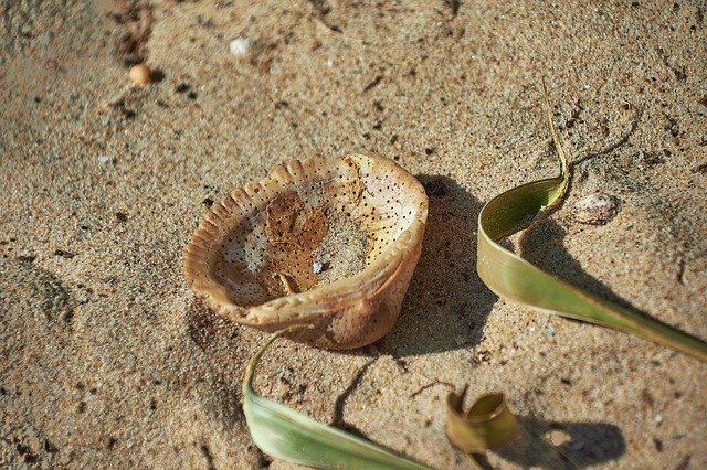 Muat turun percuma Sand Shell Beach - foto atau gambar percuma untuk diedit dengan editor imej dalam talian GIMP