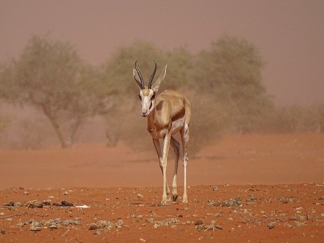 הורדה חינם Sandstorm Kalahari Roter Sand - תמונה או תמונה בחינם לעריכה עם עורך התמונות המקוון GIMP