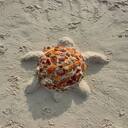 sand turtle wallpaper  screen for extension Chrome web store in OffiDocs Chromium
