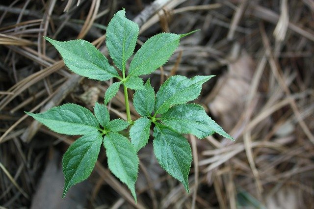 Ücretsiz indir Sansam Plants Bud - GIMP çevrimiçi resim düzenleyiciyle düzenlenecek ücretsiz fotoğraf veya resim