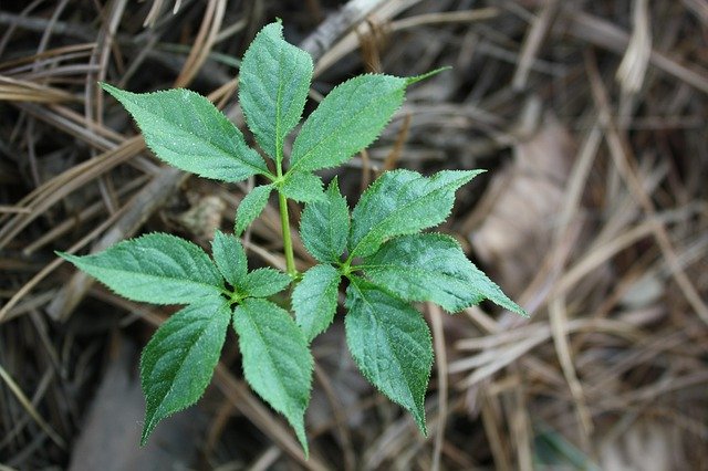 הורדה חינם Sansam Plants Bud - תמונה או תמונה בחינם לעריכה עם עורך התמונות המקוון GIMP