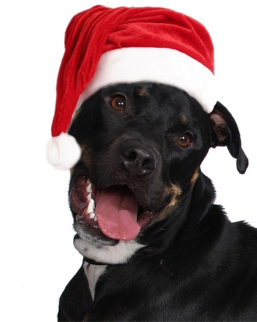 Безкоштовно завантажте Santa Hat Dog Black - безкоштовне фото або зображення для редагування в онлайн-редакторі зображень GIMP
