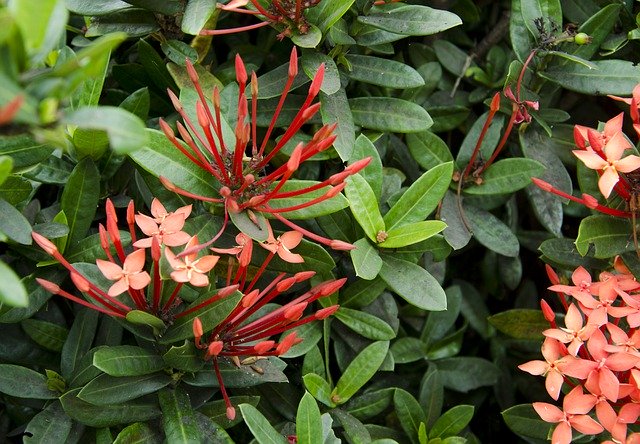 Libreng pag-download ng Santan Flower Red Garden - libreng larawan o larawan na ie-edit gamit ang GIMP online image editor
