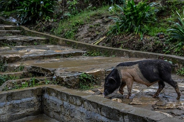 Безкоштовно завантажте безкоштовний шаблон фотографій Sapa Natural Animal для редагування в онлайн-редакторі зображень GIMP