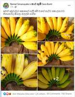 Free download sara_bhoomi_banana free photo or picture to be edited with GIMP online image editor