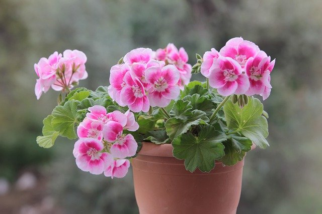 Free download sardinia geranium b herb flower free picture to be edited with GIMP free online image editor