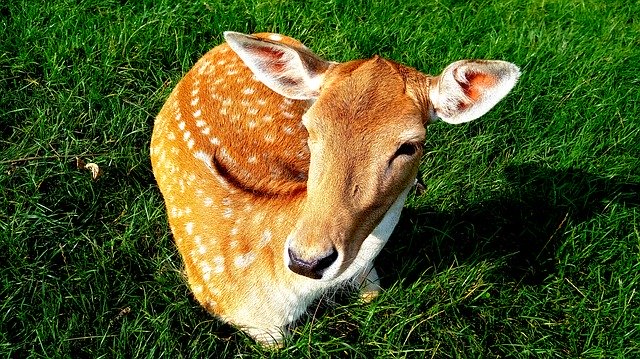 Descarga gratuita Sarna Animal Wild: foto o imagen gratuita para editar con el editor de imágenes en línea GIMP