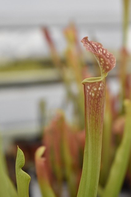 Gratis download Sarracenia vleesetende plant - gratis foto of afbeelding om te bewerken met GIMP online afbeeldingseditor