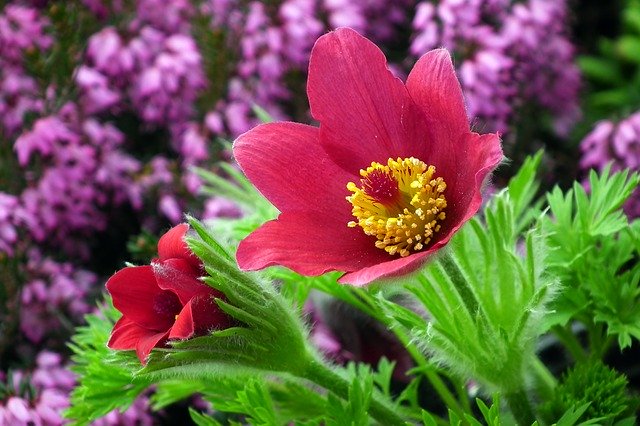 Free download Sasanka Flower Spring Garden -  free photo or picture to be edited with GIMP online image editor